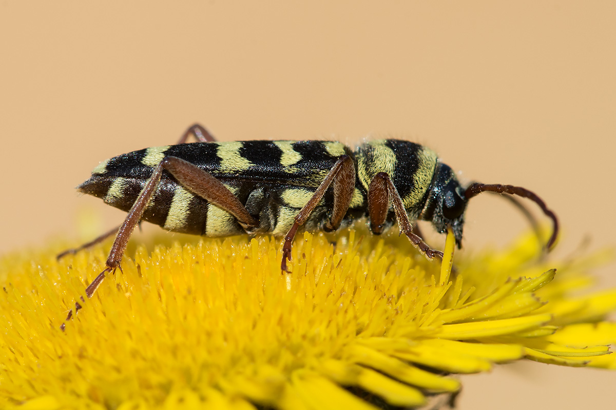 Cerambycidae: Plagionotus floralis